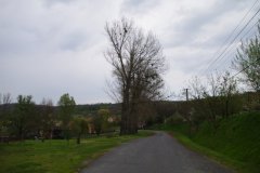 IMGP2995