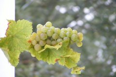 DSCF7894
